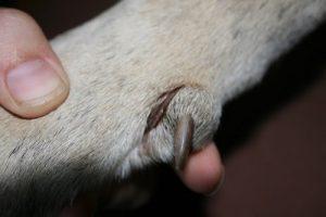 How to treat Dewclaw Injuries